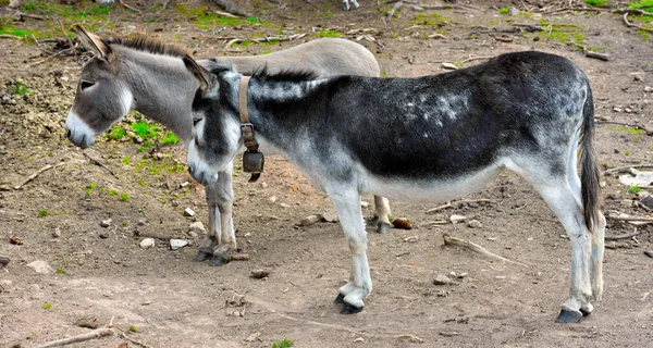 Gratis Åsnor Obereggen Dolomiti Alto Adige Italien — Stockfoto