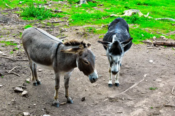 Free Donkeys Obereggen Dolomiti Alto Adige Italy — Stock Photo, Image