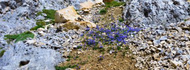 İtalya 'yı terk etmek için Pisa latemar (predazzo pampeago) kulesine doğru atlıyor.