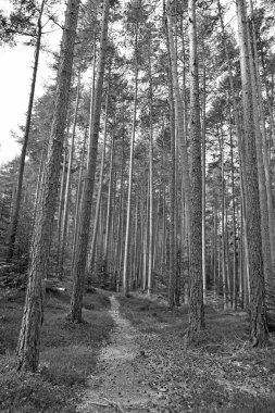 İtalya 'yı terk etmek için Cornedo All' isarco Trentino yakınlarındaki ormanlar