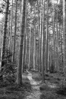 İtalya 'yı terk etmek için Cornedo All' isarco Trentino yakınlarındaki ormanlar