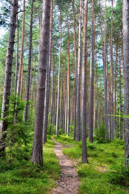 İtalya 'yı terk etmek için Cornedo All' isarco Trentino yakınlarındaki ormanlar