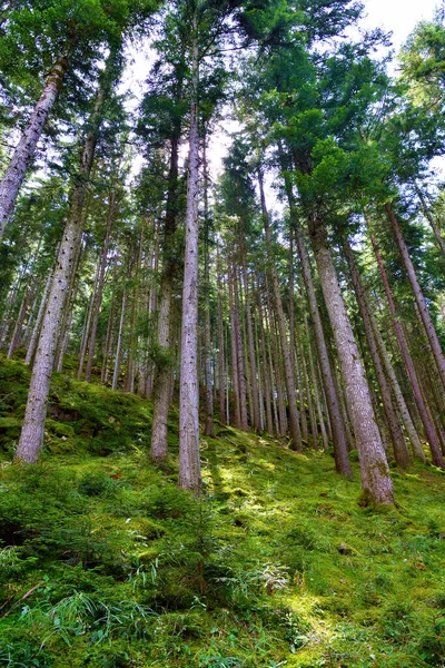 Florestas Perto Cornedo All Isarco Trentino Alto Adige Italy — Fotografia de Stock