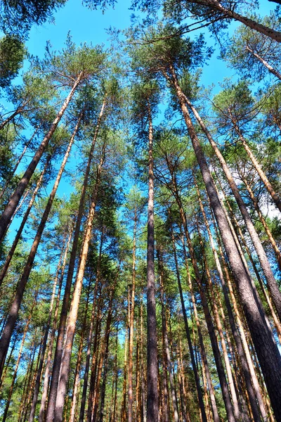 İtalya 'yı terk etmek için Cornedo All' isarco Trentino yakınlarındaki ormanlar