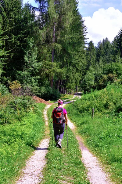 Forests Cornedo All Isarco Trentino Alto Adige Italy Stock Picture