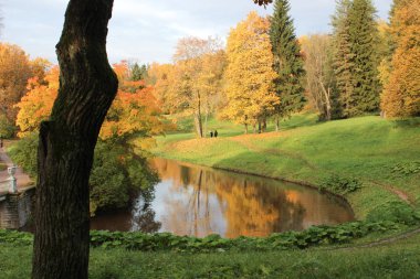 Siyah ağaç ve sonbahar park