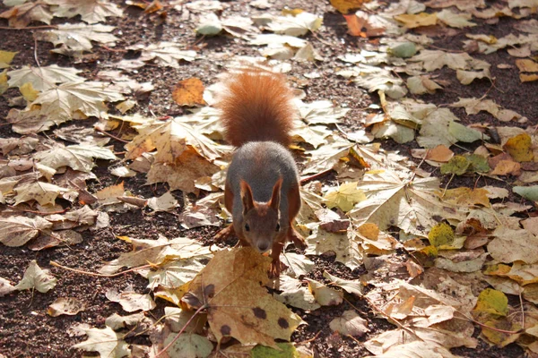 Yemek için çalışan sincap. Sonbahar Park