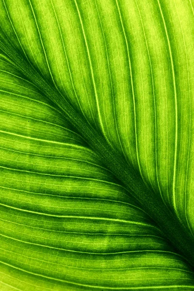 Feuilles vertes, texture des feuilles. papier peint naturel — Photo
