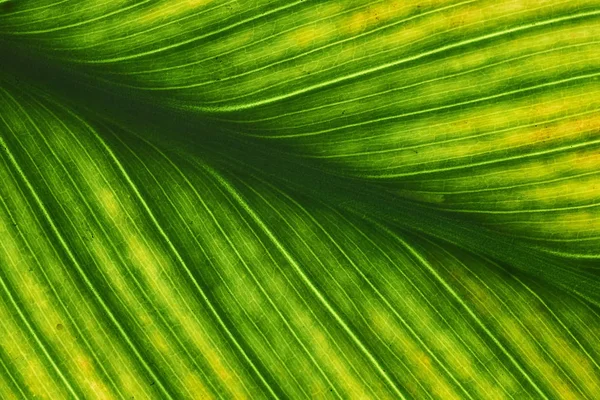 Green leaves background, Leaf texture. natural wallpaper — Stock Photo, Image