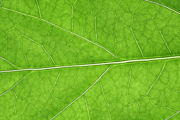 Hojas verdes de fondo, textura de hoja. fondo de pantalla natural — Foto de Stock