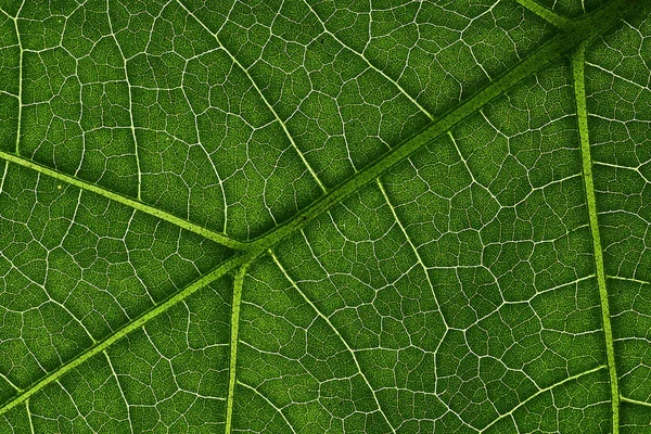 Hojas verdes de fondo, textura de hoja. fondo de pantalla natural — Foto de Stock