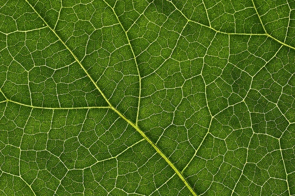 Hojas verdes de fondo, textura de hoja. fondo de pantalla natural — Foto de Stock