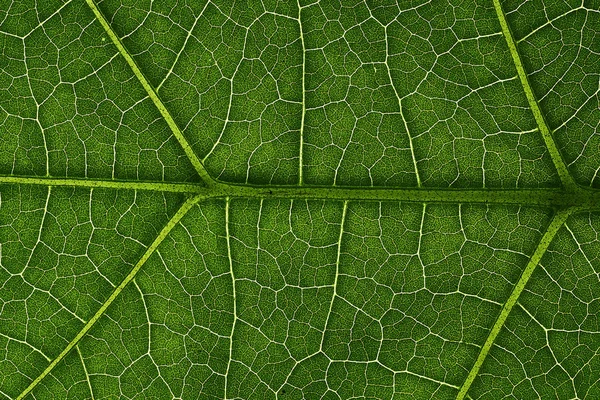 Zelené listy na pozadí, listová textura. přírodní tapeta — Stock fotografie
