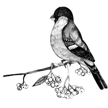 Dağdaki kül dalının üzerindeki ispinoz resmi.