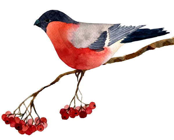 Bullfinch ilustração em um ramo de cinza de montanha Imagem De Stock