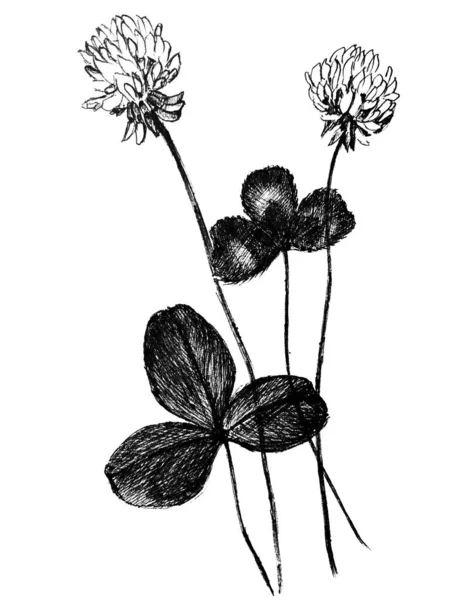 Ilustración gráfica.clover. hierba, planta , — Foto de Stock