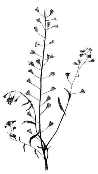 Grafické ilustrace.tráva, rostlina, plevel, sušené květiny. — Stock fotografie