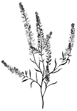 Grafik çizimi. Çim, bitki, ot, kurumuş çiçek.