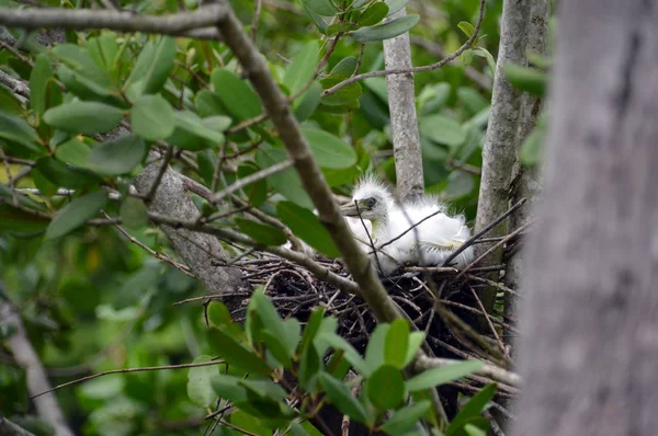 Bebek kuşu dünyaya bakıyor