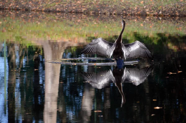 Bird reflection on water — Stock Photo, Image