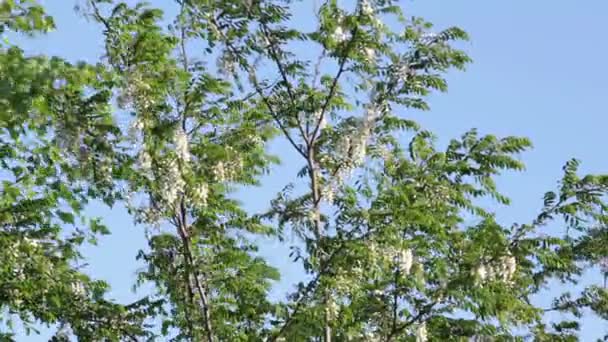 Fioritura altalene di acacia in un vento gustoso — Video Stock