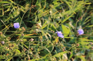 Mavi hindiba çiçek