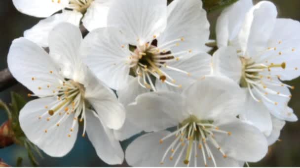 Flor de ciruela de cereza blanca — Vídeo de stock