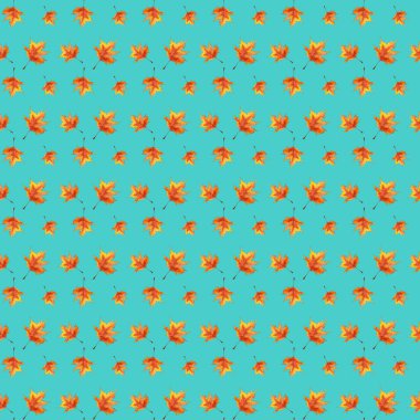 Akçaağaç yaprağı. Mavi arka planda pürüzsüz desenli suluboya yaprağı..