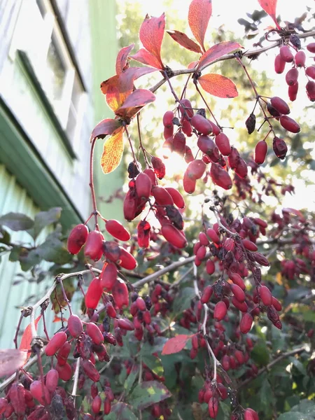 Buah Barberry pada cabang dengan daun merah di bawah sinar matahari dengan latar belakang kabur. Pola musim gugur . — Stok Foto