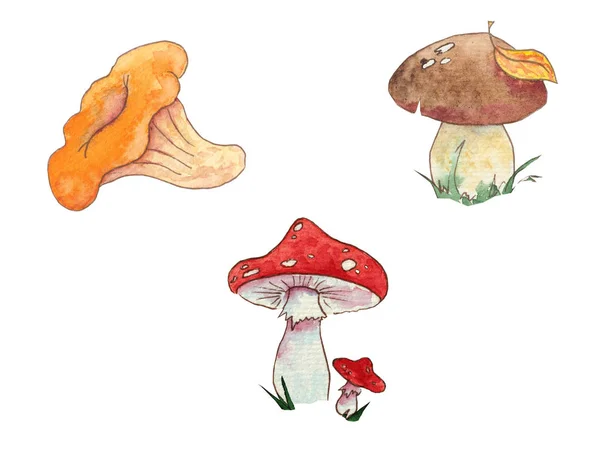 Hand drawn watercolor autumn mini set of mushroom on white background. — Stock Photo, Image