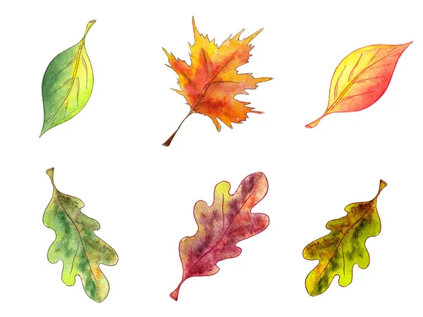 Hand drawn watercolor autumn mini set of leaves on white background. — 스톡 사진