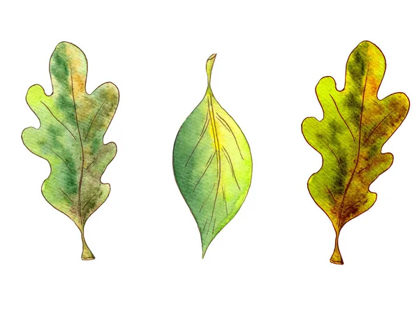 Hand drawn watercolor autumn mini set of green leaves on white background. — Zdjęcie stockowe