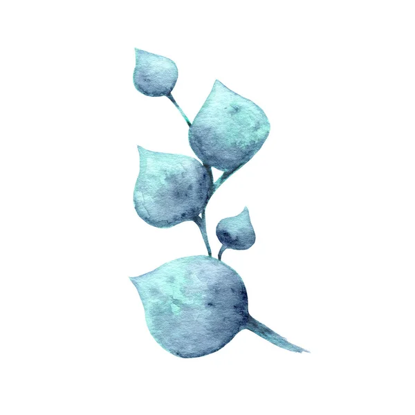 Akvarellkvist. Eleganta blommiga inslag. grenar isolerade på en vit bakgrund — Stockfoto