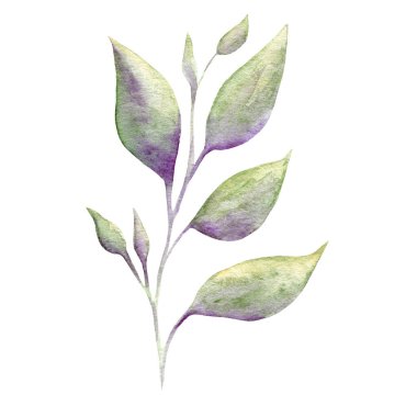 Suluboya dal. Zarif çiçek elementleri. beyaz arkaplanda izole edilmiş dallar