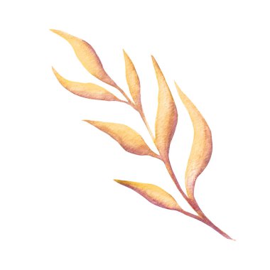 Suluboya dal. Zarif çiçek elementleri. beyaz arkaplanda izole edilmiş dallar