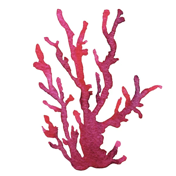 Illustration Aquarelle Des Récifs Coralliens Sur Fond Blanc Dessiné Main — Photo