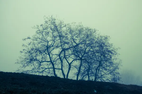 Brouillard dans la nature — Photo