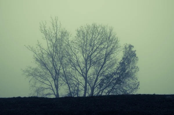 Sisli havada ağaçlar — Stok fotoğraf