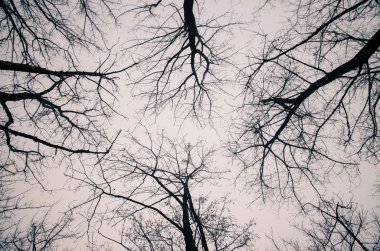 ağaç üstleri ve gökyüzü