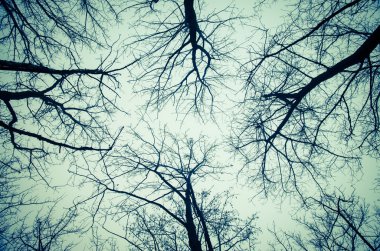 ağaç üstleri ve gökyüzü