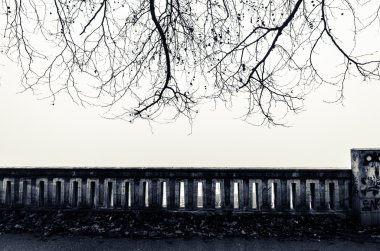 ağaç dalı sisli havalarda