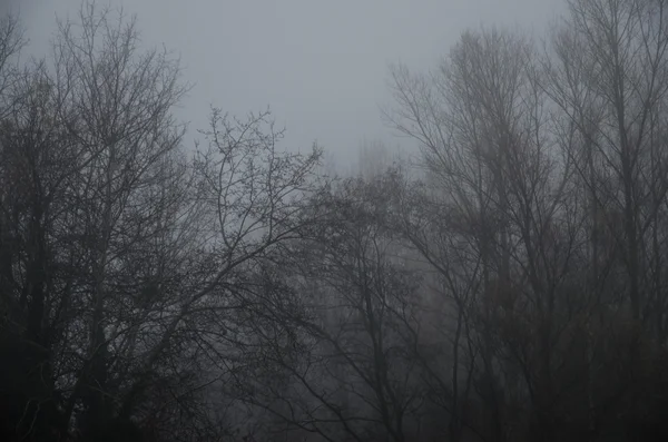 Туман в природі — стокове фото