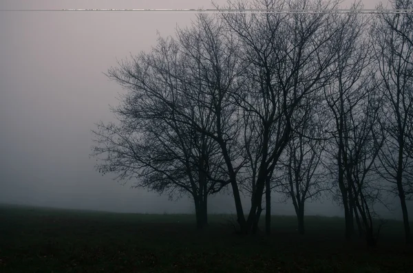 Ομίχλη και δέντρο σιλουέτα — Φωτογραφία Αρχείου