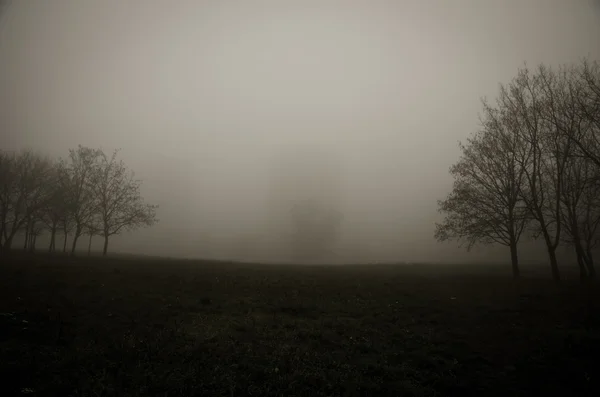 霧深い公園の木 — ストック写真