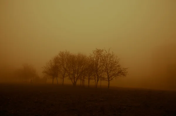 雾和树剪影 — 图库照片