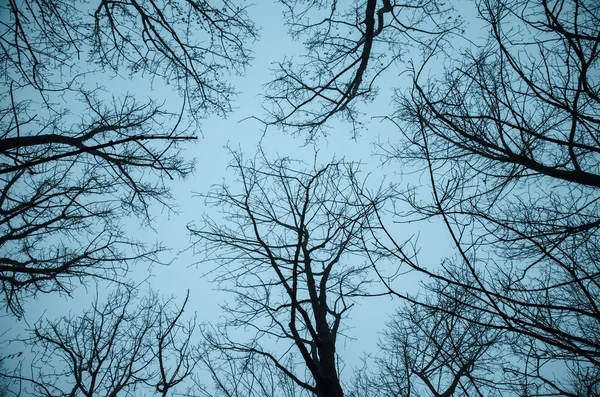 Topos de árvores e céu — Fotografia de Stock