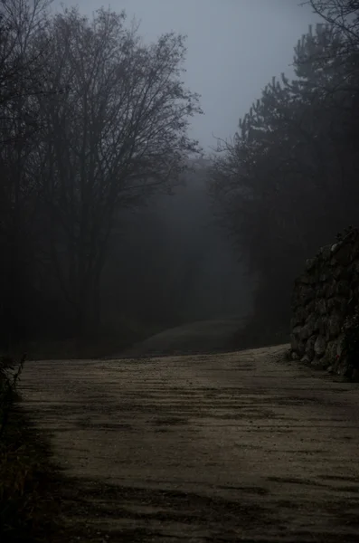 Alberi lungo misterioso percorso nebbioso — Foto Stock