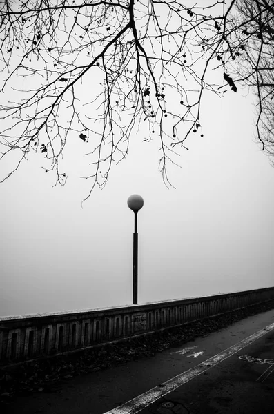 树枝在大雾的天气 — 图库照片