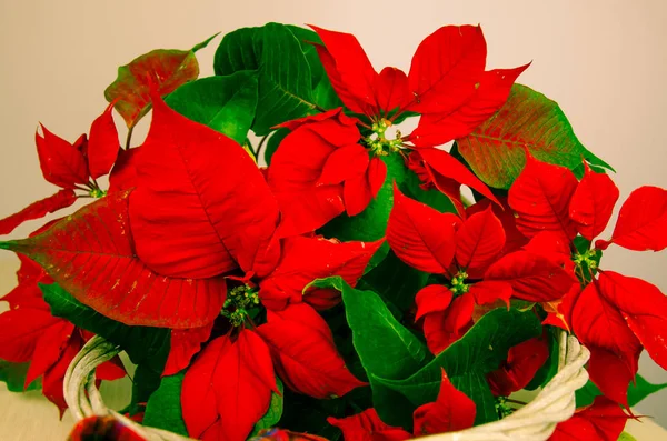 Schöne rote Weihnachtssterne Blume — Stockfoto