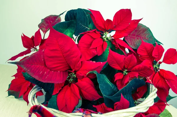 Seasonal red poinsettia flower — Stock Photo, Image